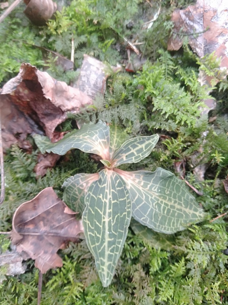 纯野生珍稀植株。金线莲！