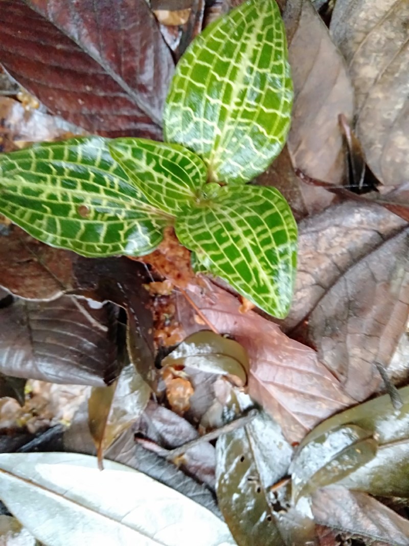 纯野生珍稀植株。金线莲！