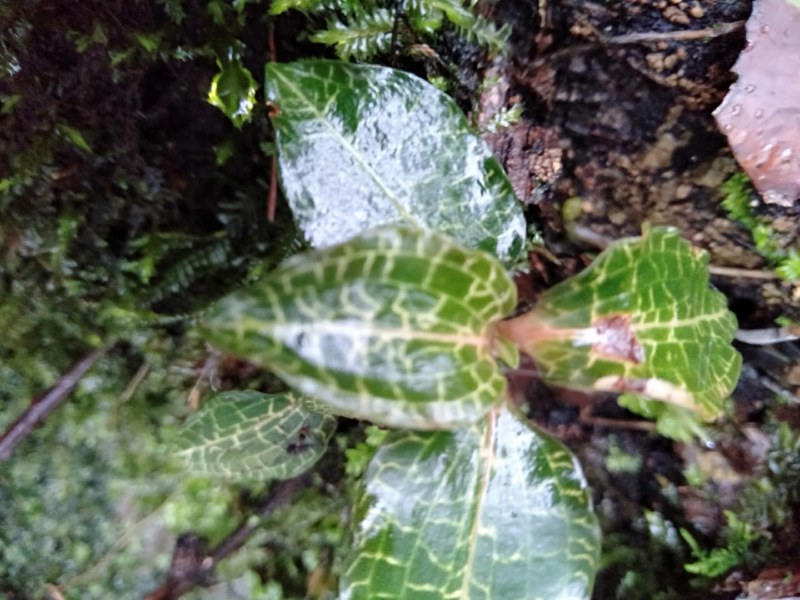 纯野生珍稀植株。金线莲！