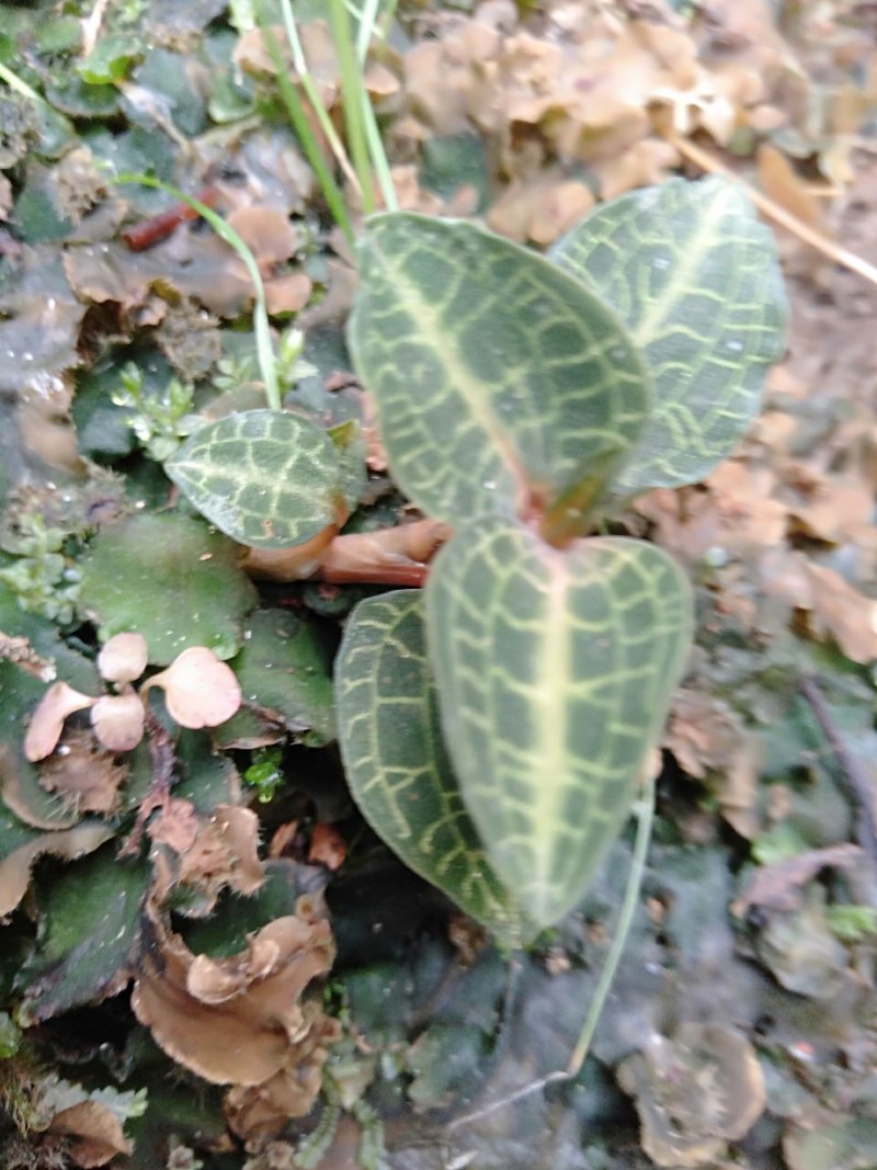 纯野生珍稀植株。金线莲！