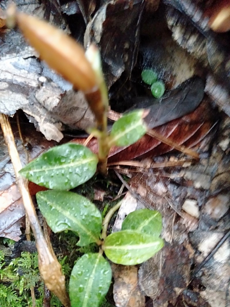 纯野生珍稀植株。金线莲！