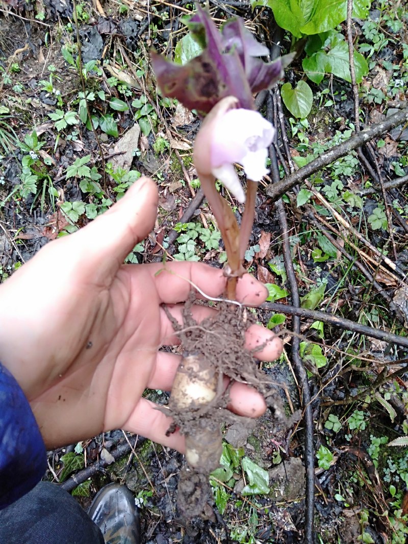 纯野生珍稀植株。金线莲！