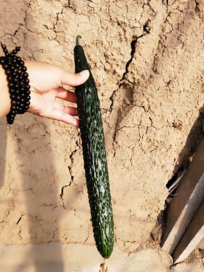 【热卖】早春秋延定植的瑞莱108强雌黑油亮大黄瓜种子包邮到家