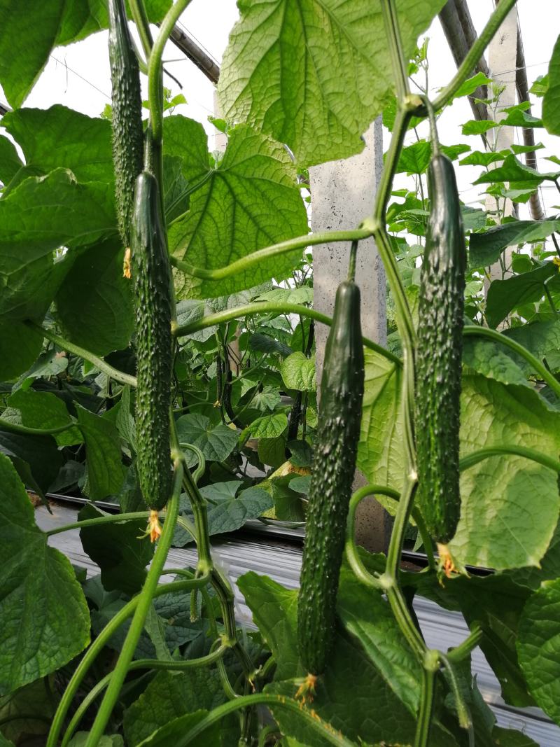 【热卖】早春秋延定植的瑞莱108强雌黑油亮大黄瓜种子包邮到家