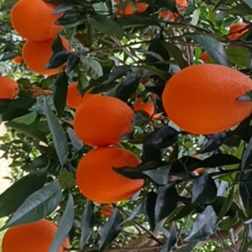 奉节脐橙自己家种植的，无任何添加剂