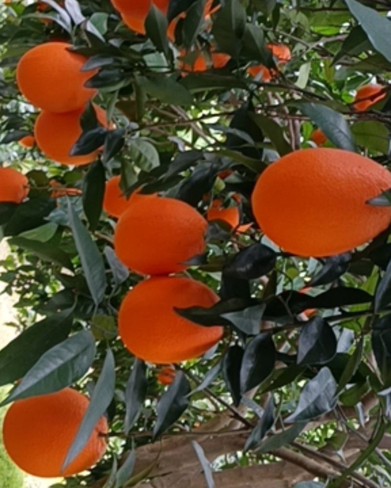 奉节脐橙自己家种植的，无任何添加剂