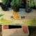 丛生福禄考芝樱宿根花卉种植基地