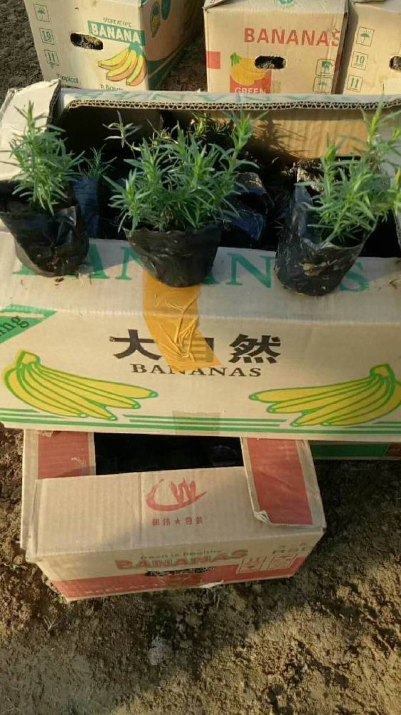 丛生福禄考芝樱宿根花卉种植基地
