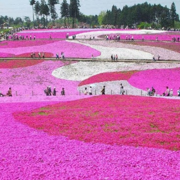 丛生福禄考芝樱宿根花卉种植基地