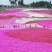 丛生福禄考芝樱宿根花卉种植基地