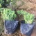 丛生福禄考芝樱宿根花卉种植基地