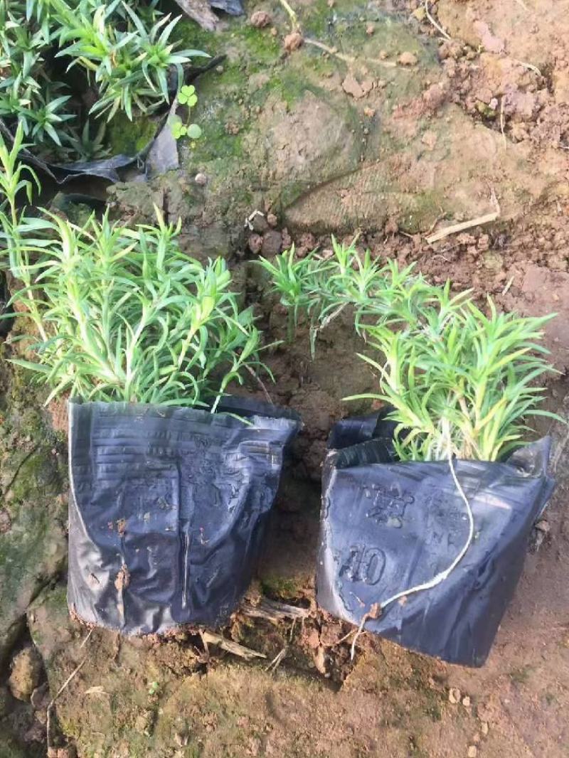 丛生福禄考芝樱宿根花卉种植基地