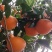 奉节脐橙自己家种植的，无任何添加剂