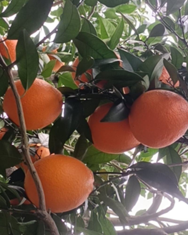 奉节脐橙自己家种植的，无任何添加剂