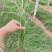粉黛乱子草营养钵粉黛乱子草种植基地