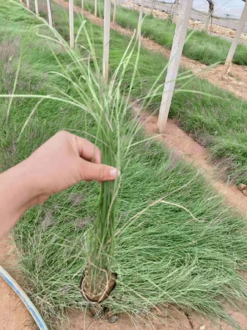 粉黛乱子草营养钵粉黛乱子草种植基地
