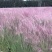 粉黛乱子草营养钵粉黛乱子草种植基地