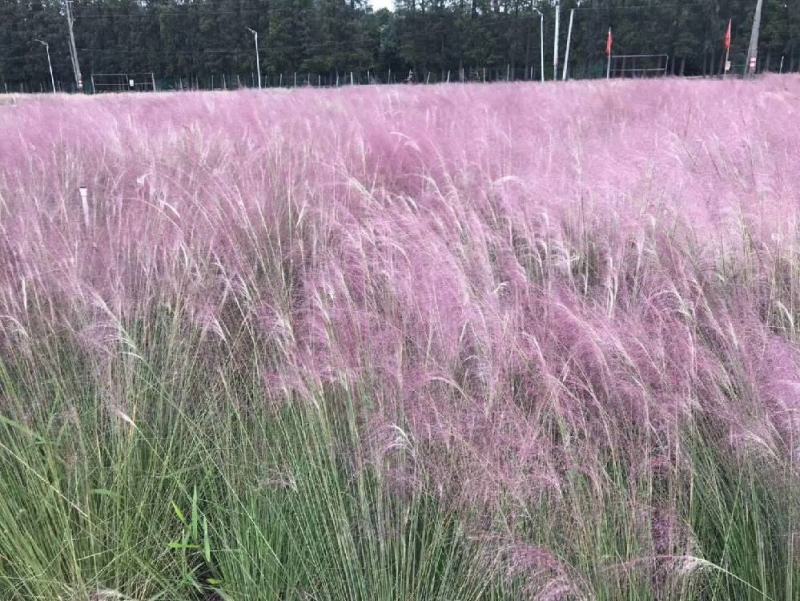 粉黛乱子草营养钵粉黛乱子草种植基地