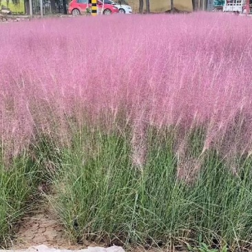 粉黛乱子草营养钵粉黛乱子草种植基地