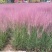 粉黛乱子草营养钵粉黛乱子草种植基地