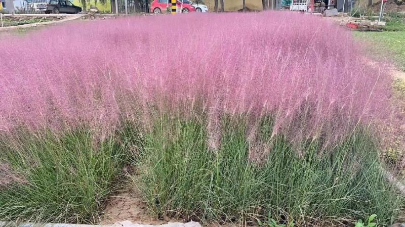 粉黛乱子草营养钵粉黛乱子草种植基地