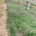粉黛乱子草营养钵粉黛乱子草种植基地