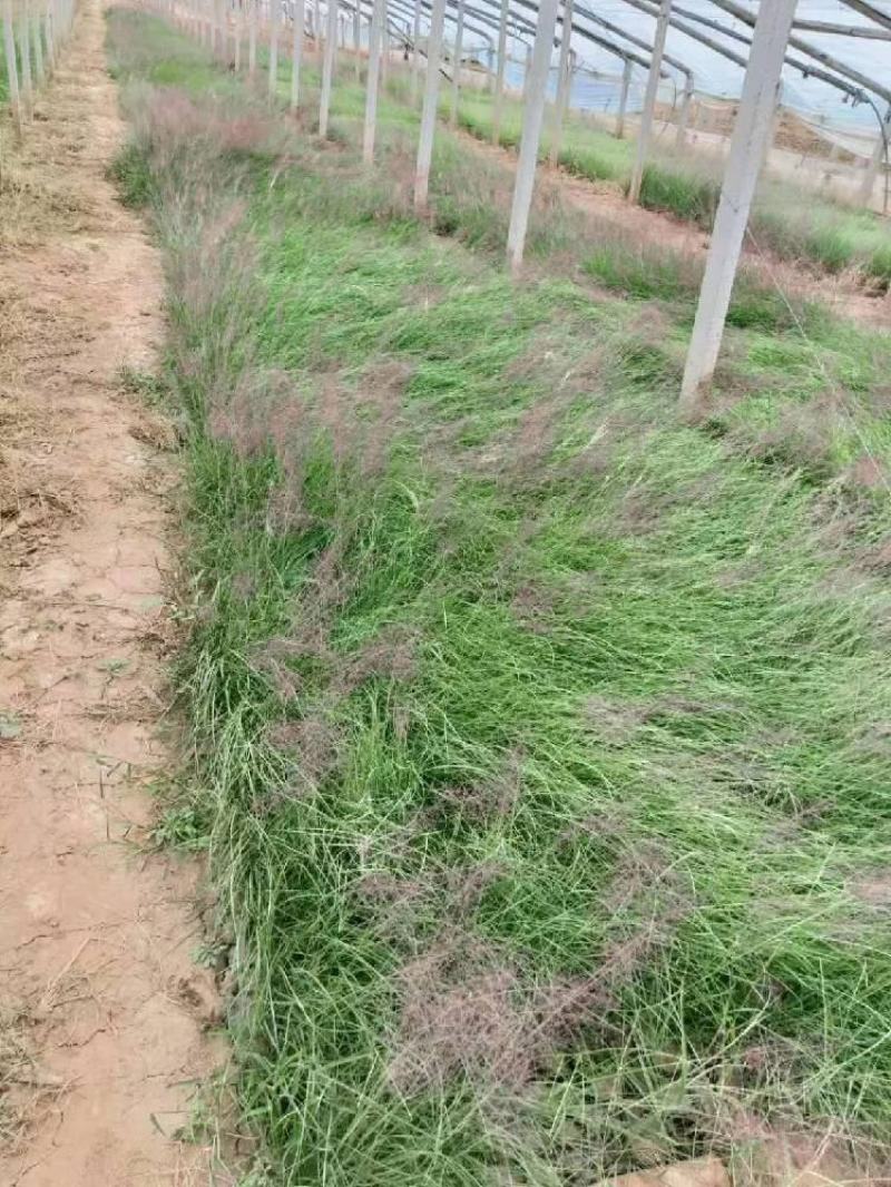 粉黛乱子草营养钵粉黛乱子草种植基地
