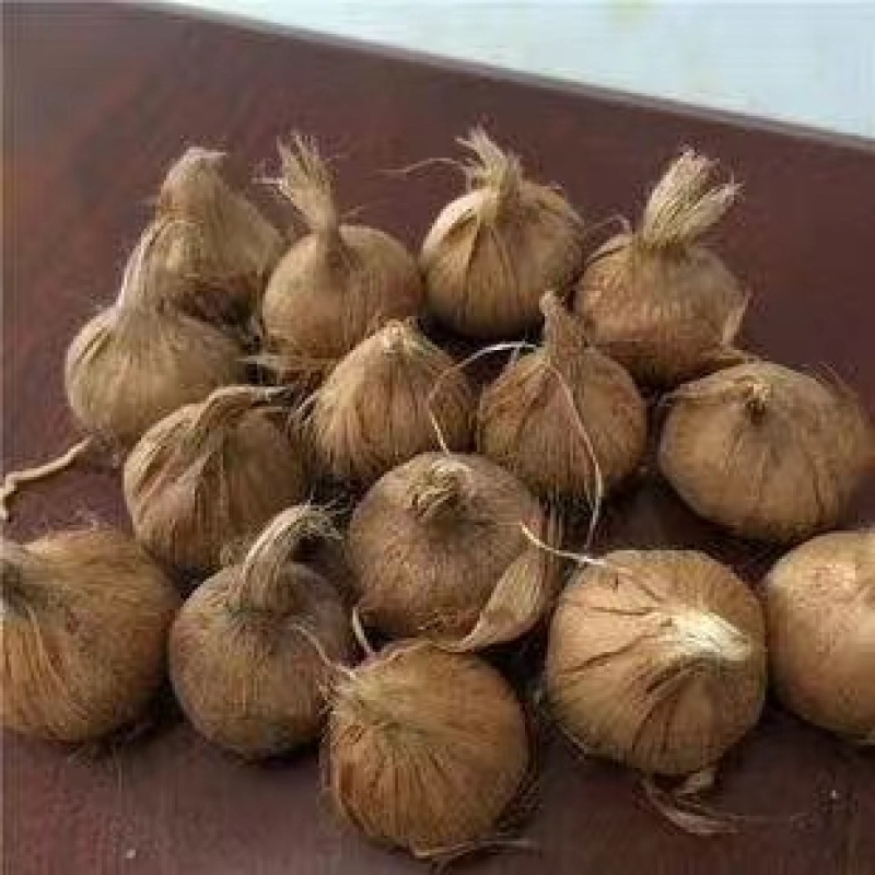 藏红花种球，全程跟踪技术指导，包回收产品
