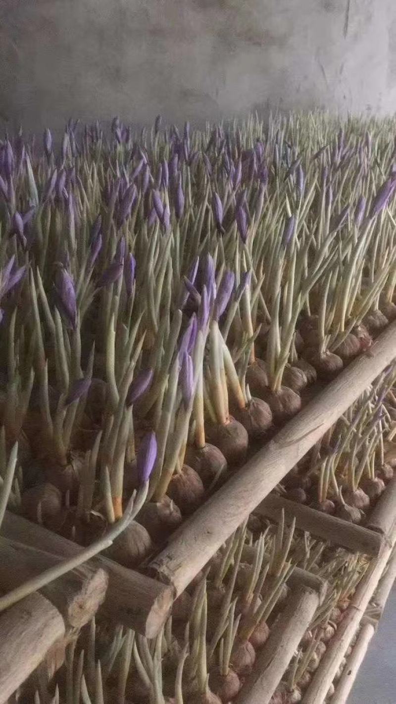 藏红花种球，全程跟踪技术指导，包回收产品