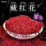 藏红花种球，全程跟踪技术指导，包回收产品