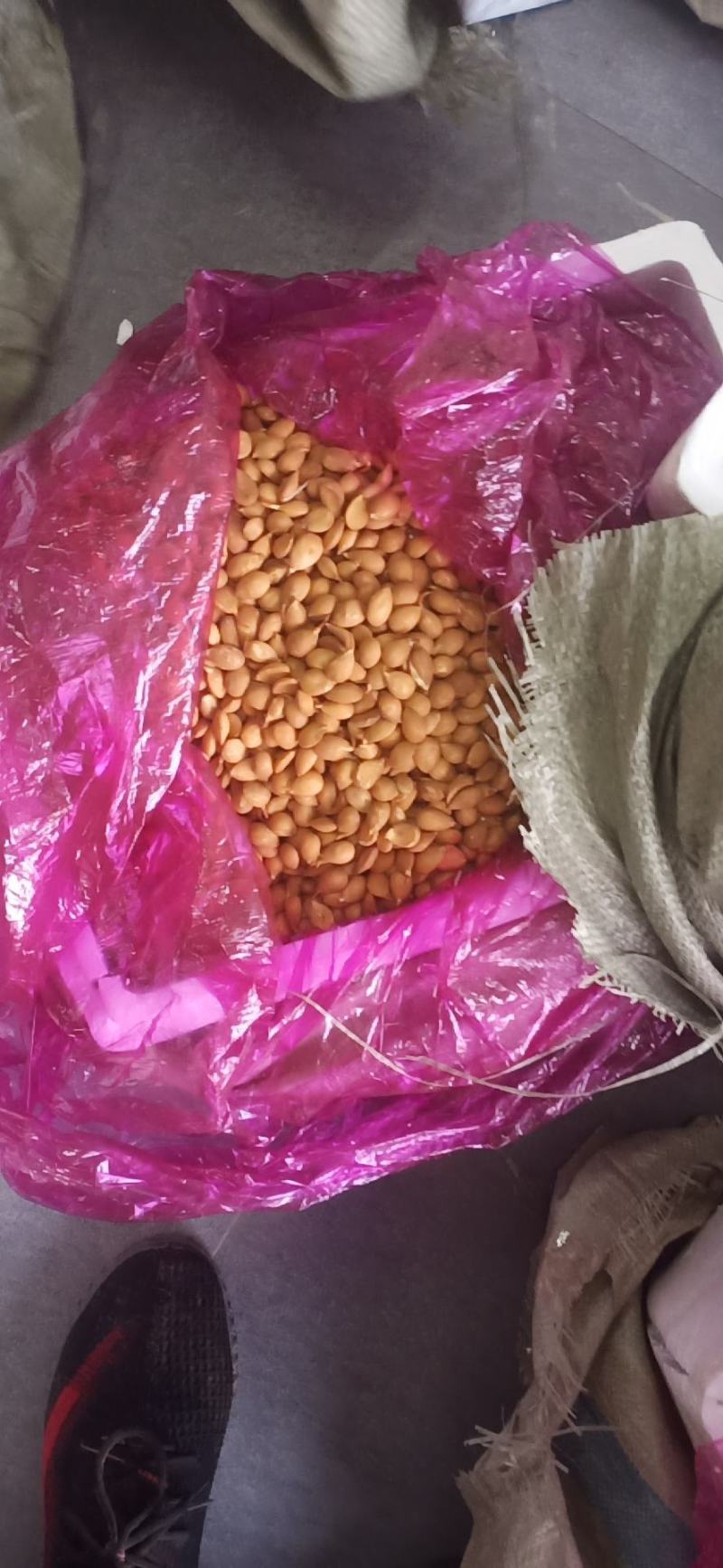 毛桃种子，桃芽，桃仁，桃树种子，保证质量，代发全国。