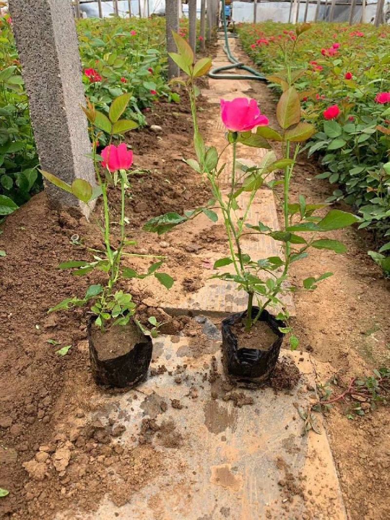 丰花月季盆栽丰花月季种植基地