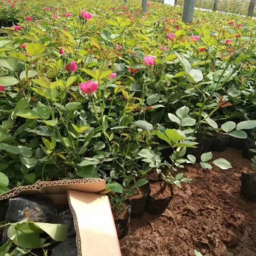 丰花月季盆栽丰花月季种植基地