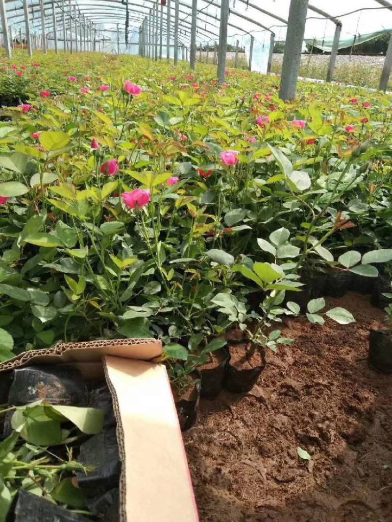 丰花月季盆栽丰花月季种植基地