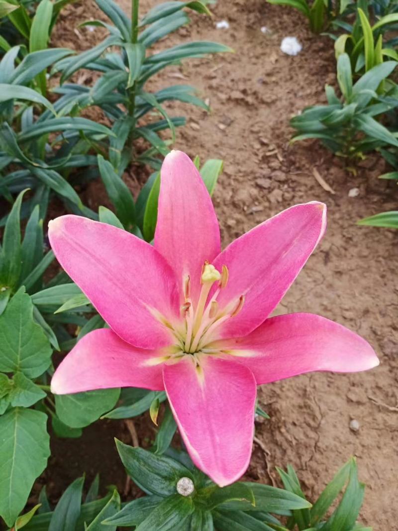 百合种球，，苗圃直销，有红黄粉白四种颜色，观赏百合