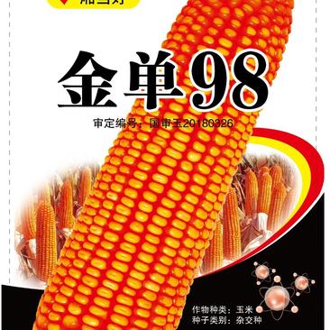 国审超高产玉米品种温产优质棒子大抗病金单98