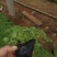 红花酢浆草炸浆草酢酱草种植基地