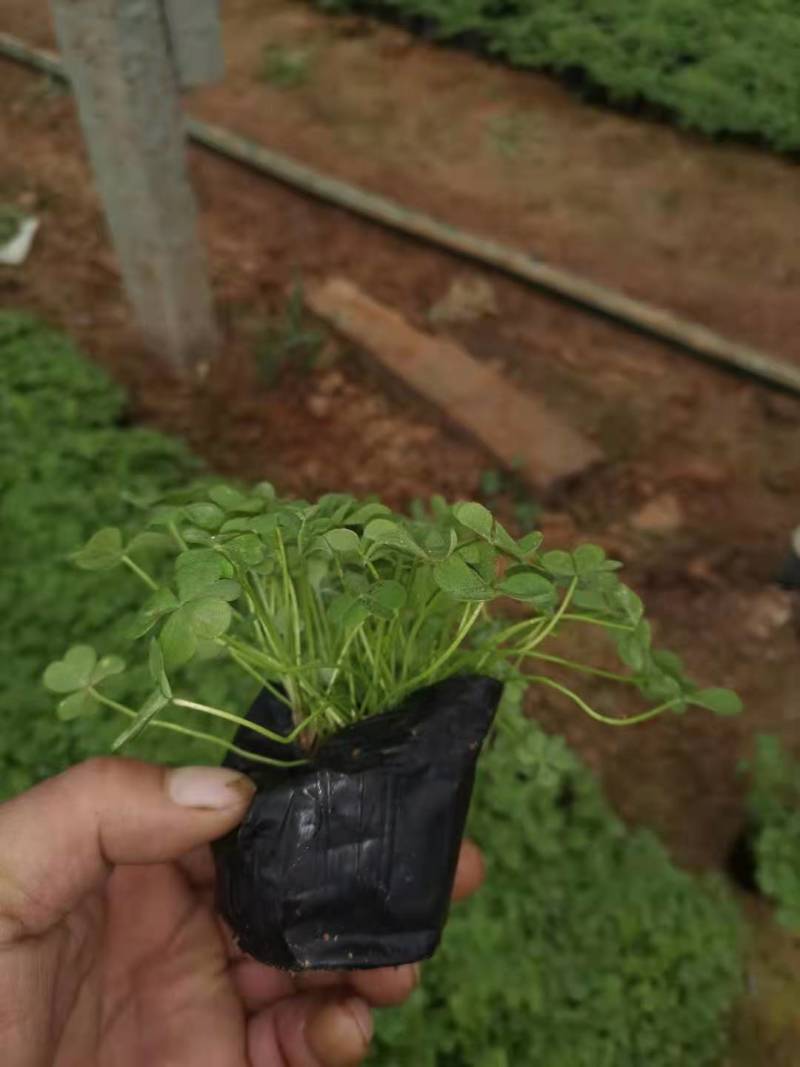 红花酢浆草炸浆草酢酱草种植基地