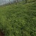 红花酢浆草炸浆草酢酱草种植基地