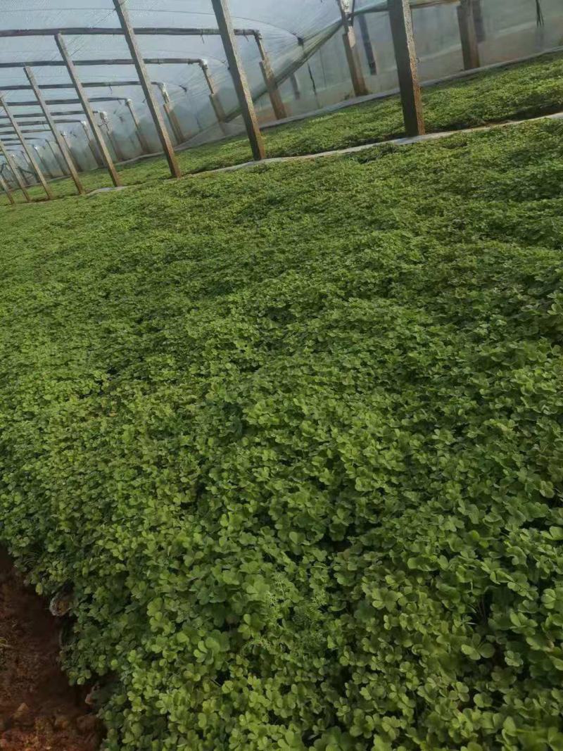 红花酢浆草炸浆草酢酱草种植基地