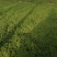 红花酢浆草炸浆草酢酱草种植基地