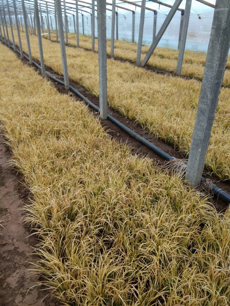 金叶石菖蒲双色盆金叶苔草种植基地