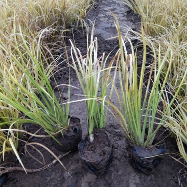 金叶石菖蒲双色盆金叶苔草种植基地