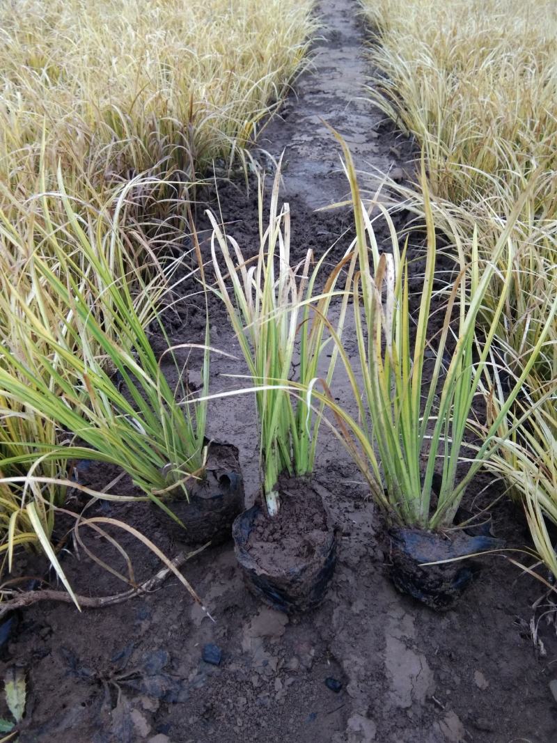 金叶石菖蒲双色盆金叶苔草种植基地