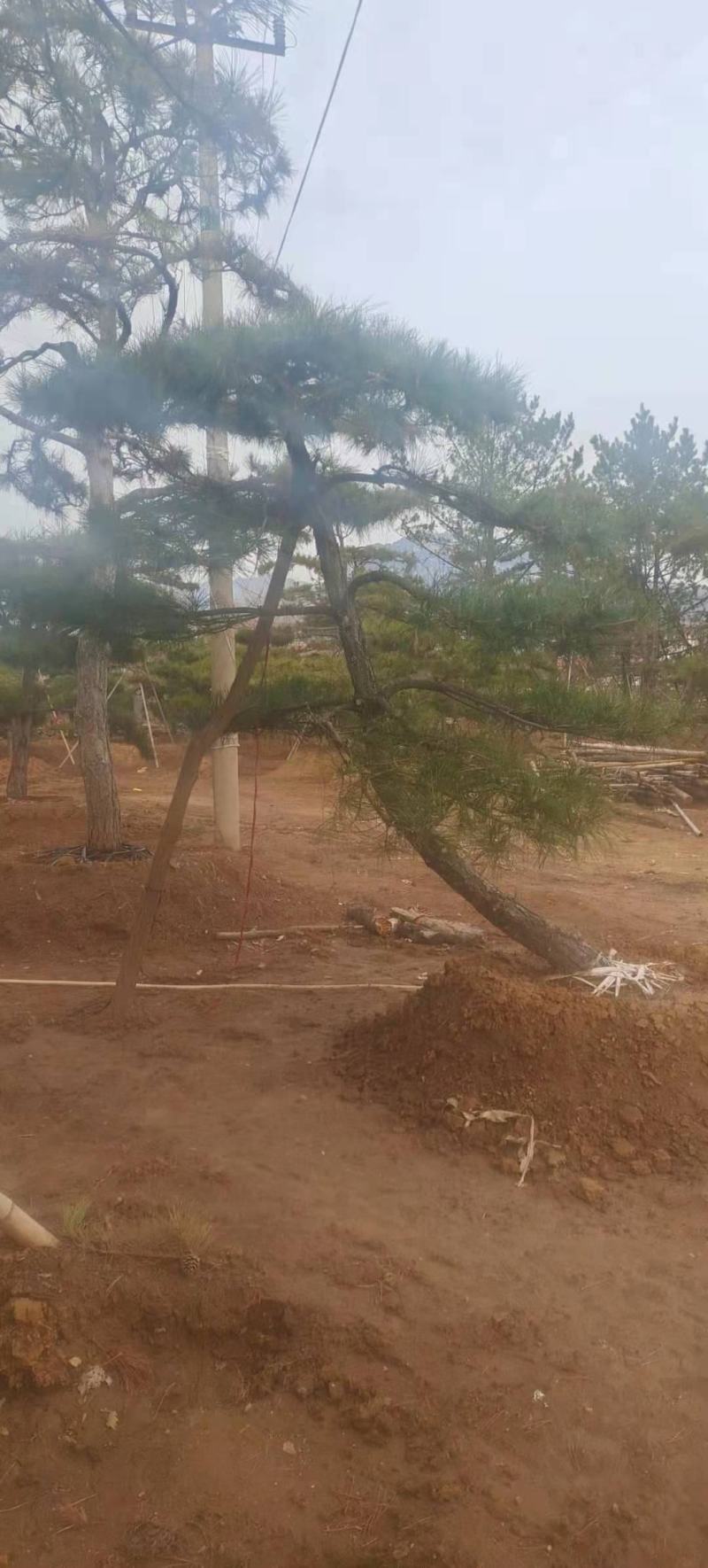 造型黑松造型黑松黑松