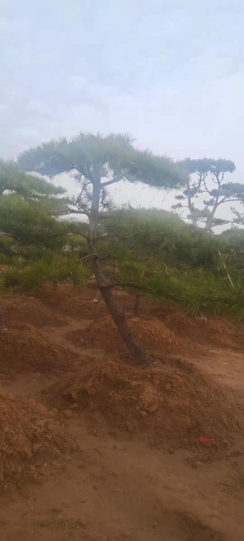 造型黑松造型黑松黑松