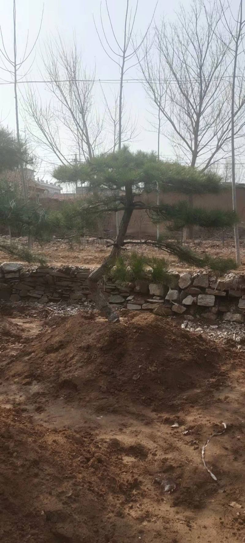 造型黑松造型黑松黑松