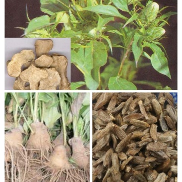 白术种苗,白术种植收购,白术技术指导,签订回收合同,