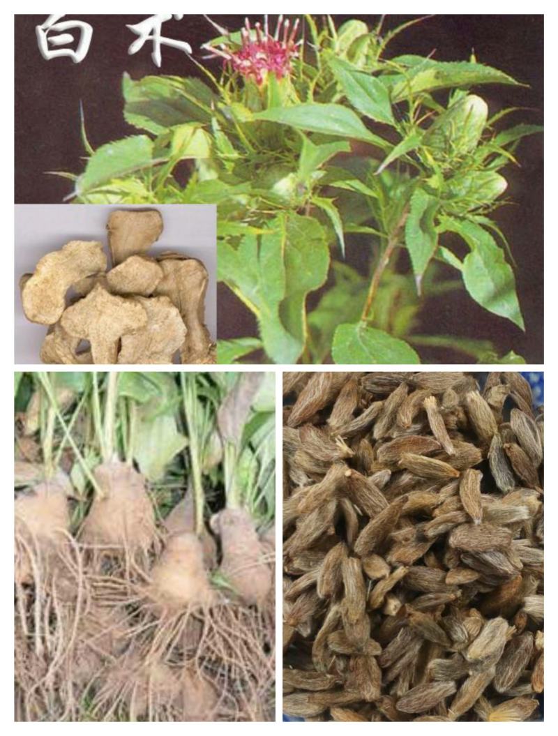 白术种苗，白术种植收购，白术技术指导，签订回收合同，