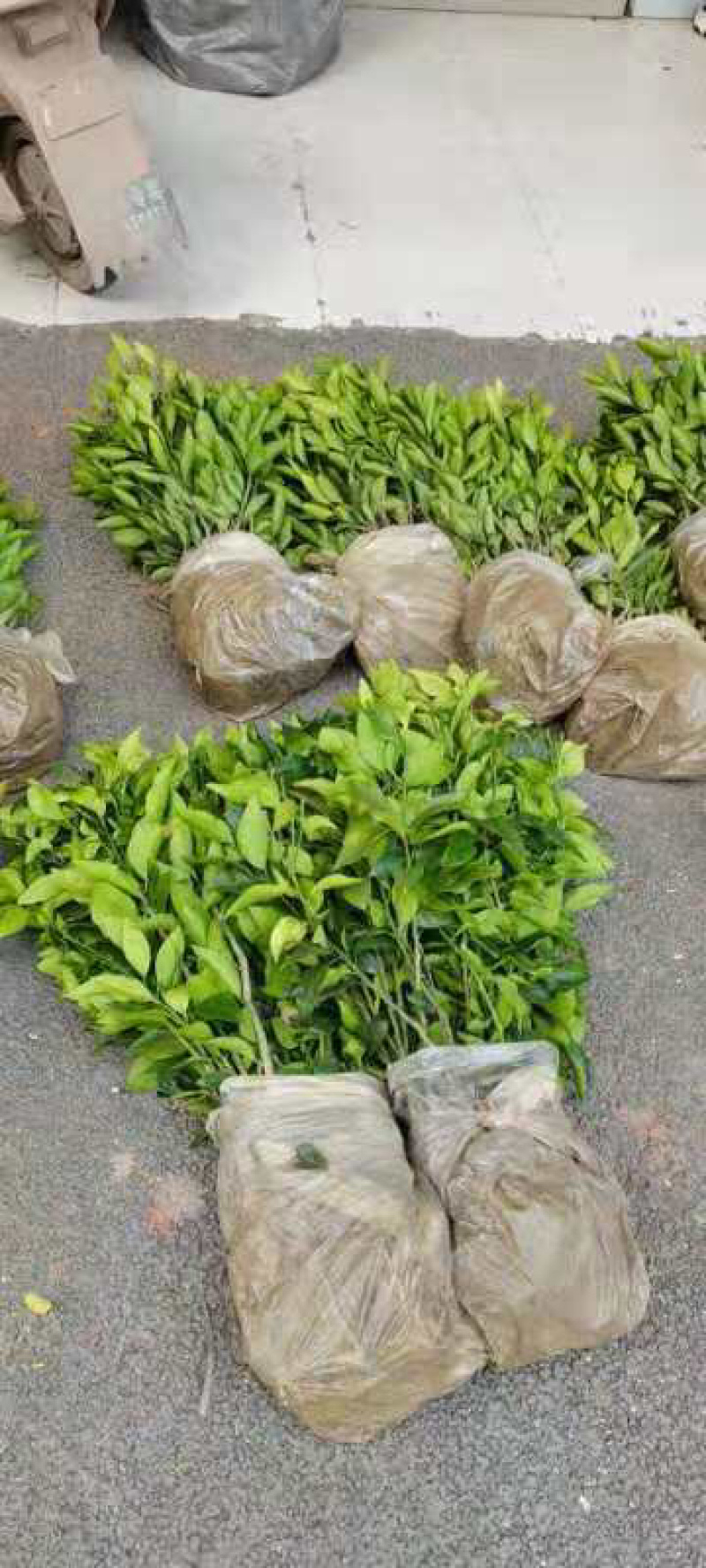 （好货）精品苗子基地直发爱沙由良大芬宫本。媛红